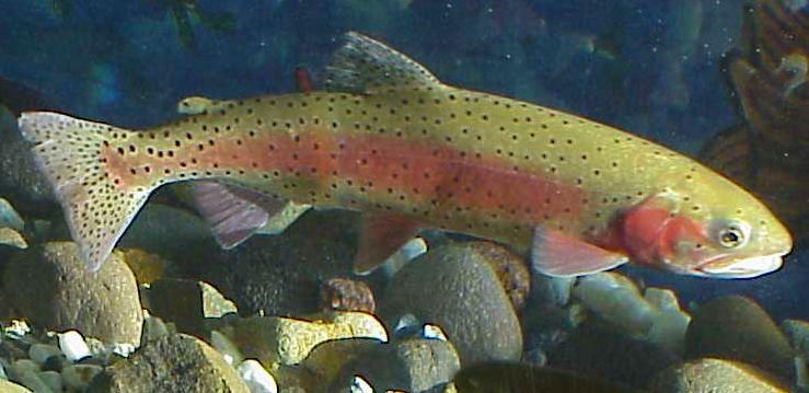 Cutthroat Trout